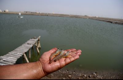 تمدید مهلت ذخیره سازی میگو در مزارع پرورشی استان بوشهر تا ۱۵ مرداد