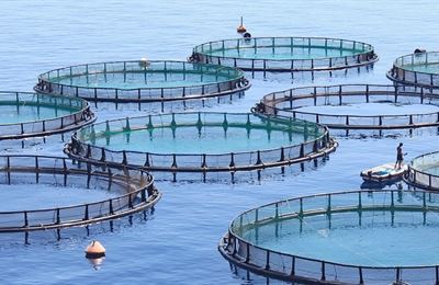 میزان تولید پرورش ماهی در قفس در استان بوشهر به ۴۰۰۰ تن می‌رسد