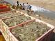 صنعت پرورش میگوی بوشهر ۷۰ میلیون دلار ارز وارد کشور کرد